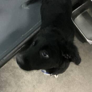 Black Labrador Retriever Dogs Available for Adoption in Saint Joseph, Missouri - Kilo | PetCurious