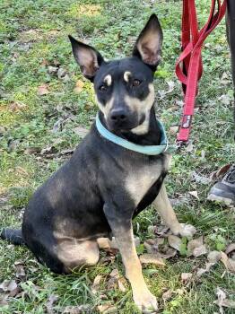 Rescue Shepherd Dogs for Adoption in Manchester, Connecticut - Laurel | PetCurious