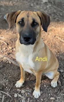 Andi Bea -  German Shepherd Dog and Black Mouth Cur Dog for Adoption in South Kingstown, Rhode Island - Andi Bea | PetCurious