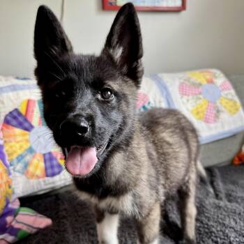Tennessee -  Husky and Akita Dog for Adoption in Richmond, Virginia - Tennessee | PetCurious