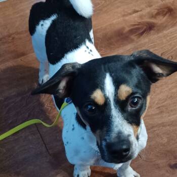 Rescue Terrier and Mixed Breed Dogs for Adoption in Huntsville, Alabama - Archie | PetCurious