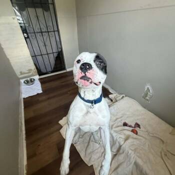 Double O Maxwell CAN -  American Bulldog Dog for Adoption in Savannah, Georgia - Double O Maxwell CAN | PetCurious