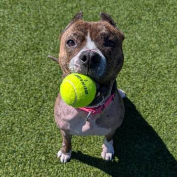 Mixed Breed Dogs Available for Adoption in Pittsburgh, Pennsylvania - Naan | PetCurious