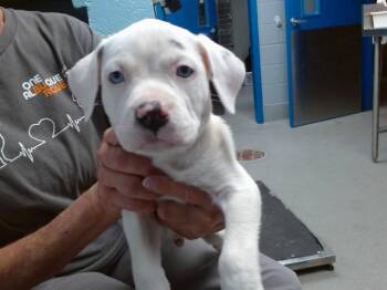 GOOFY -  Pit Bull Terrier and Mixed Breed Dog for Adoption in Albuquerque, New Mexico - GOOFY | PetCurious