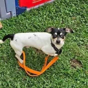 Oreo #2 2026-329 -  Chihuahua Dog for Adoption in Winder, Georgia - Oreo #2 2026-329 | PetCurious
