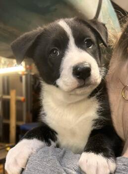 Labrador Retriever and Pit Bull Terrier Dogs Available for Adoption - Greco (Huffman Litter) | PetCurious