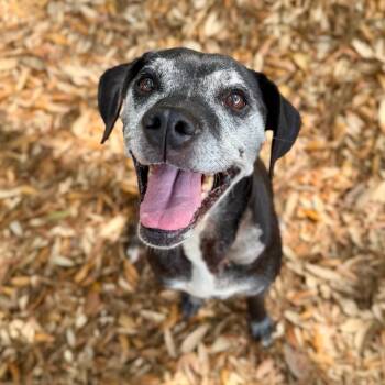 Serendipity -  Mixed Breed Dog for Adoption in Milton, Florida - Serendipity | PetCurious