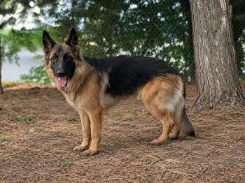 Remi -  German Shepherd Dog Dog for Adoption in Toronto, Ontario - Remi | PetCurious
