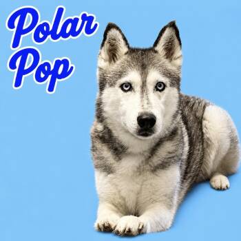 Polar Pop -  Husky Dog for Adoption in Scottsdale, Arizona - Polar Pop | PetCurious