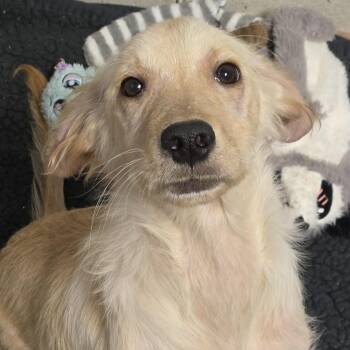 Golden Retriever Dogs Available for Adoption - Slugger | PetCurious