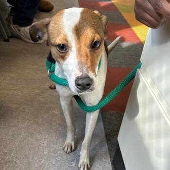 Sir Hugs -  Mixed Breed Dog for Adoption in Philadelphia, Pennsylvania - Sir Hugs | PetCurious