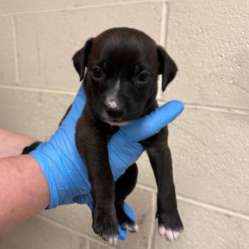 Mixed Breed Dogs Available for Adoption in East Hanover, New Jersey - French Fry | PetCurious