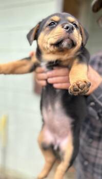 Pit Bull Terrier and Mixed Breed Dogs Available for Adoption - Stacy | PetCurious