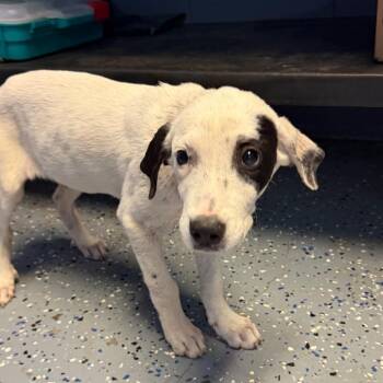 TUSC-Stray-85880_2_3 -  Labrador Retriever and Great Pyrenees Dog for Adoption in Tuscaloosa, Alabama - TUSC-Stray-85880_2_3 | PetCurious