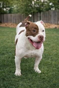 English Bulldog and Bull Terrier Dogs Available for Adoption in Princeton, Massachusetts - Petunia | PetCurious