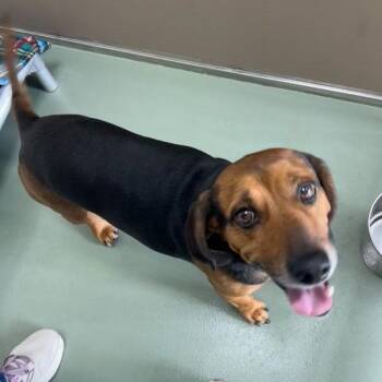 SVAS-Stray-38833 -  Beagle and Hound Dog for Adoption in Lyndhurst, Virginia - SVAS-Stray-38833 | PetCurious
