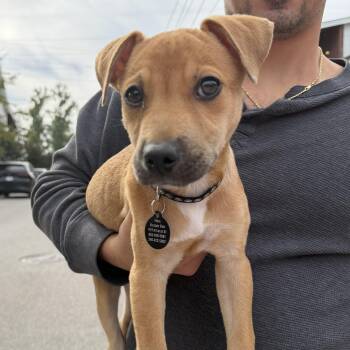 Honeywell -  Mixed Breed Dog for Adoption in Columbia, South Carolina - Honeywell | PetCurious