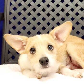 Sprite -  Cairn Terrier Dog for Adoption in Midland, Texas - Sprite | PetCurious
