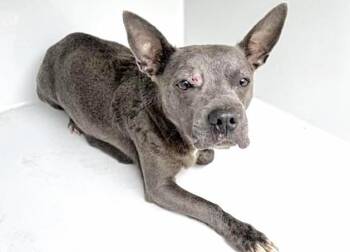 Pit Bull Terrier and Mixed Breed Dogs Available for Adoption in Houston, Texas - A654931 | PetCurious
