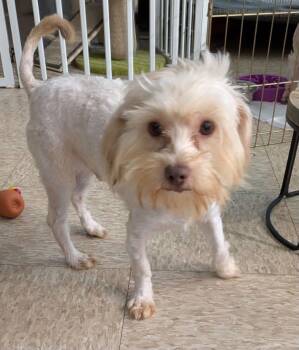 Churchill -  Terrier Dog for Adoption - Churchill | PetCurious