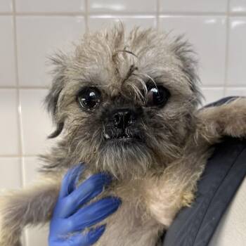 Margot A2301072 -  Terrier Dog for Adoption in Los Angeles, California - Margot A2301072 | PetCurious