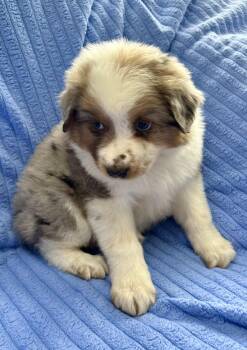 Australian Shepherd Dogs Available for Adoption in New Baltimore, Michigan - Jill | PetCurious