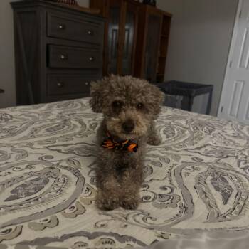 Baylor -  Poodle Dog for Adoption in Baton Rouge, Louisiana - Baylor | PetCurious