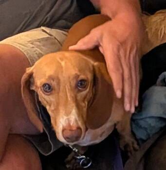Seymour -  Dachshund Dog for Adoption in Sioux Falls, South Dakota - Seymour | PetCurious