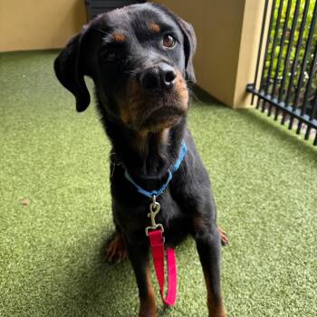 Penelope -  Rottweiler Dog for Adoption in West Palm Beach, Florida - Penelope | PetCurious