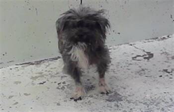 A2096595 -  Cairn Terrier and Mixed Breed Dog for Adoption in Houston, Texas - A2096595 | PetCurious