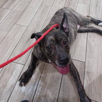 Rosalie -  Pit Bull Terrier Dog for Adoption in Oak Park, Illinois - Rosalie | PetCurious