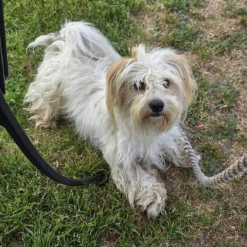 Maltese Dogs Available for Adoption in Long Beach, California - ALFREDO | PetCurious