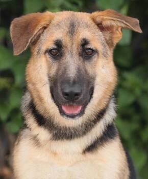 Ursula von Schlitz -  German Shepherd Dog Dog for Adoption in Los Angeles, California - Ursula Von Schlitz | PetCurious