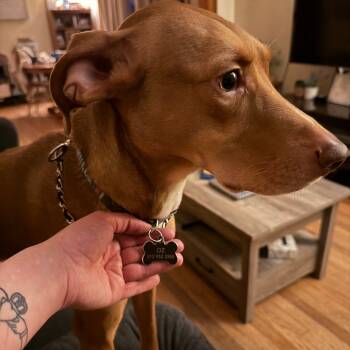 Rescue Mixed Breed and Beagle Dogs for Adoption in South Elgin, Illinois - Ozzie - Home To Home | PetCurious