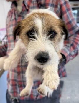 Jack Russell Terrier Dogs Available for Adoption in Thompson Falls, Montana - Zelda | PetCurious