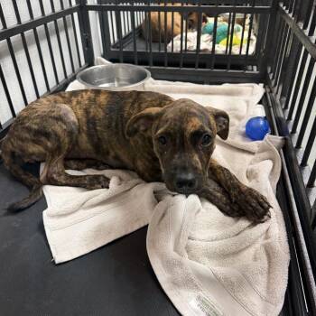 WAGS-Stray-22606 -  Pit Bull Terrier Dog for Adoption in Westminster, California - WAGS-Stray-22606 | PetCurious