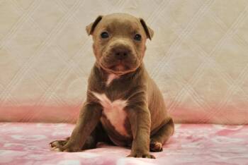 Bulldog Dogs Available for Adoption - TARA | PetCurious