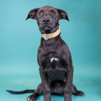 Dallas -  Mixed Breed Dog for Adoption in Portland, Oregon - Dallas | PetCurious