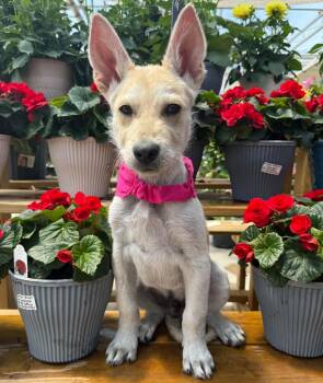Green Bean -  Australian Cattle Dog Blue Heeler and German Shepherd Dog Dog for Adoption in New Baltimore, Michigan - Green Bean | PetCurious
