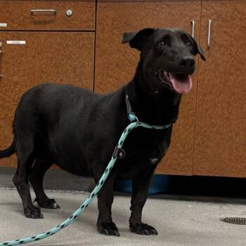 SKEDADDLE -  Basset Hound and Labrador Retriever Dog for Adoption in Rancho Cucamonga, California - SKEDADDLE | PetCurious