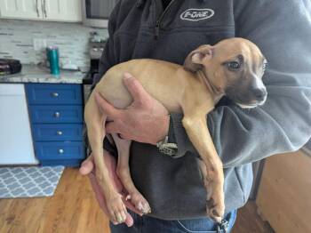 Terrier Dogs Available for Adoption - Goalie | PetCurious