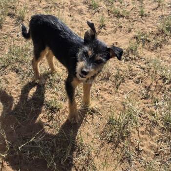 Ares -  Terrier and Yorkshire Terrier Dog for Adoption in Midland, Texas - Ares | PetCurious