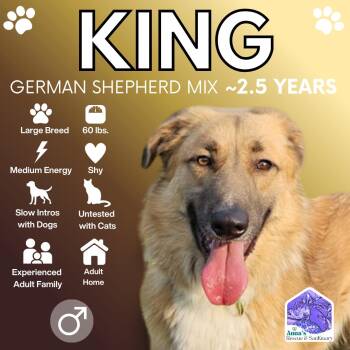 German Shepherd Dog and Labrador Retriever Dogs Available for Adoption in Aurora, Ontario - King | PetCurious