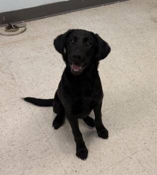 Alani -  Labrador Retriever Dog for Adoption in Gulfport, Mississippi - Alani | PetCurious