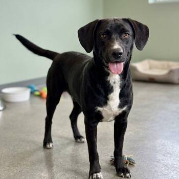 Black Labrador Retriever and Australian Cattle Dog Blue Heeler Dogs Available for Adoption in Bastrop, Texas - Sweet Pea 26-05-120 | PetCurious