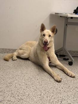 Osaka -  Shepherd and Mixed Breed Dog for Adoption in Kansas City, Missouri - Osaka | PetCurious