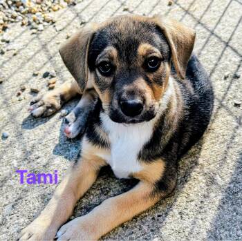 Tami -  Golden Retriever and German Shepherd Dog Dog for Adoption in Scottsburg, Indiana - Tami | PetCurious