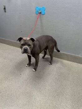 LUCKY -  Pit Bull Terrier Dog for Adoption in Las Vegas, Nevada - LUCKY | PetCurious