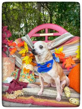 Pumpkin -  Chihuahua Dog for Adoption in Sebring, Florida - Pumpkin | PetCurious