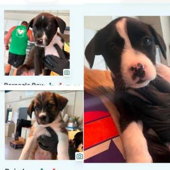 Chocolate -  Border Collie Dog for Adoption in Newport, Kentucky - Chocolate | PetCurious